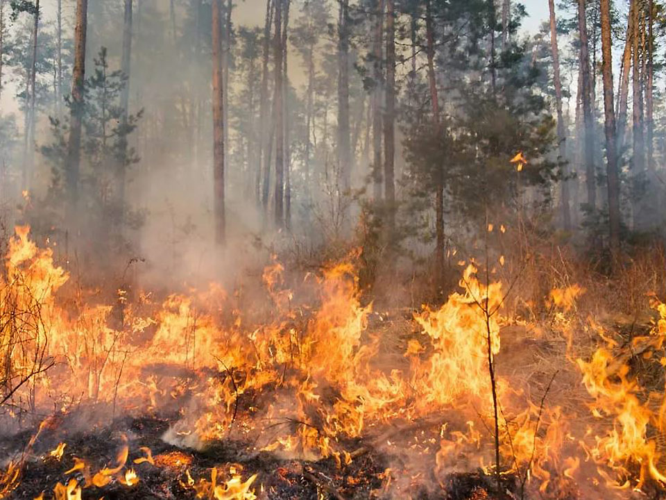 Incendi boschivi