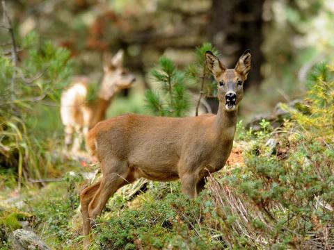 Fauna selvatica, chiarimenti sulla gestione