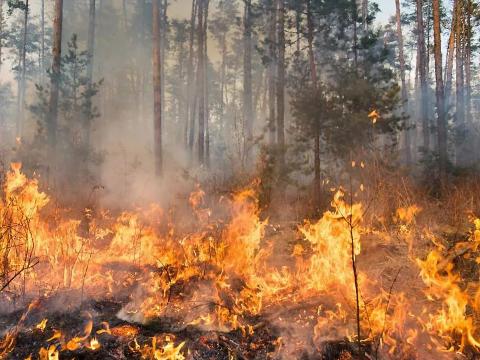 Immagine notizia Incendi boschivi, l'allerta è massima