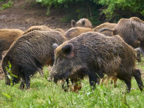 Immagine notizia Controllo del cinghiale: Corso di formazione per i soggetti attuatori