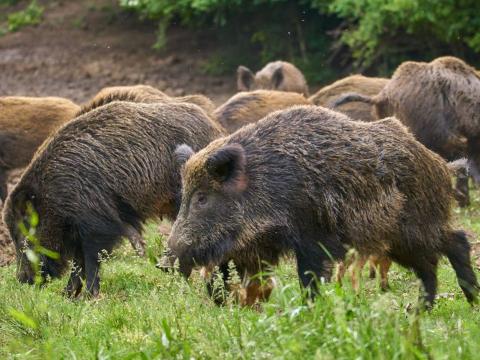 Controllo del cinghiale: pubblicato il bando per cacciatori volontari